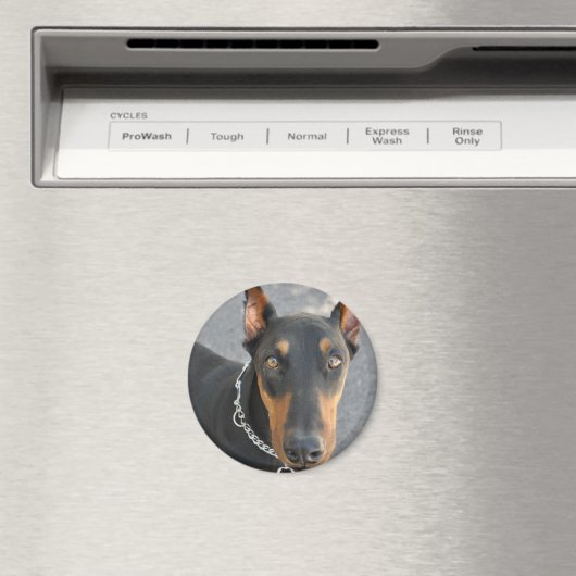 Doberman Pinscher Magnet (Insitu (Vaatwasser))