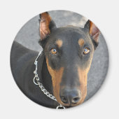 Doberman Pinscher Magnet (Voorkant)