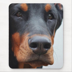 Doberman Pinscher Muismat