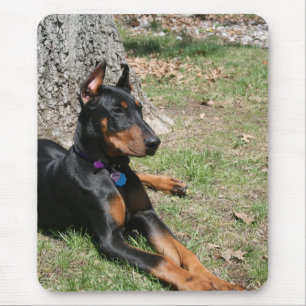Doberman Pinscher Muismat