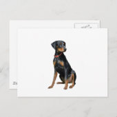 Doberman Pinscher (natuurlijk) Briefkaart (Voorkant / Achterkant)