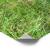 Doberman Pinscher Poster (Hoek)