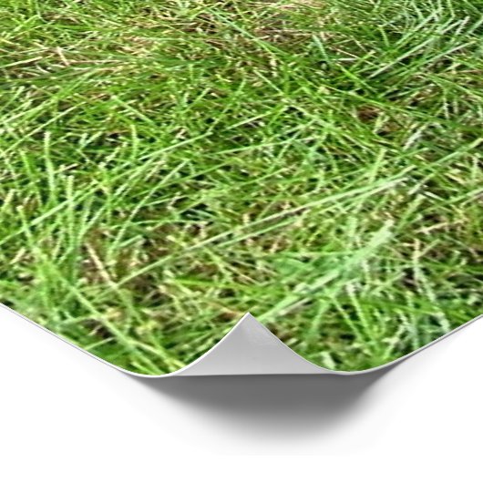 Doberman Pinscher Poster (Hoek)