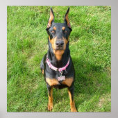 Doberman Pinscher Poster (Voorkant)