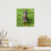 Doberman Pinscher Poster (Keuken)