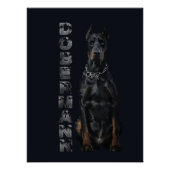 Doberman Pinscher Poster (Voorkant)
