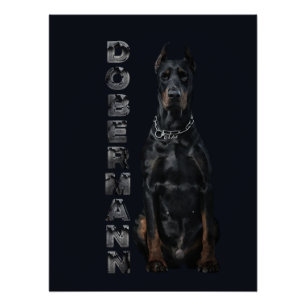 Doberman Pinscher Poster
