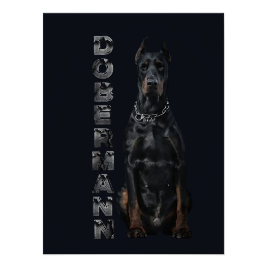 Doberman Pinscher Poster (Voorkant)