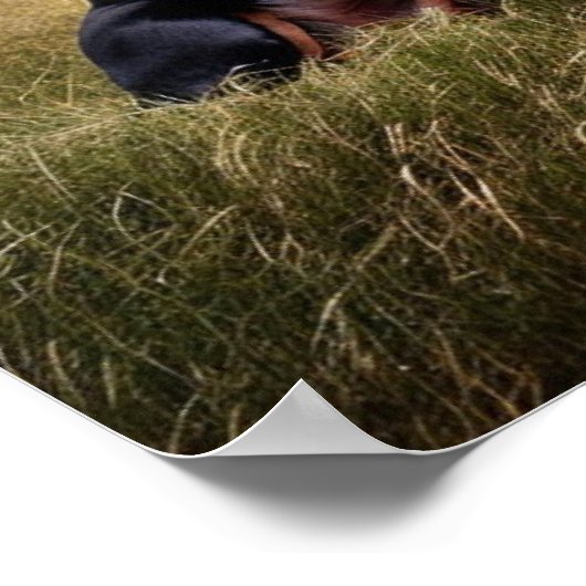 Doberman Pinscher Poster (Hoek)