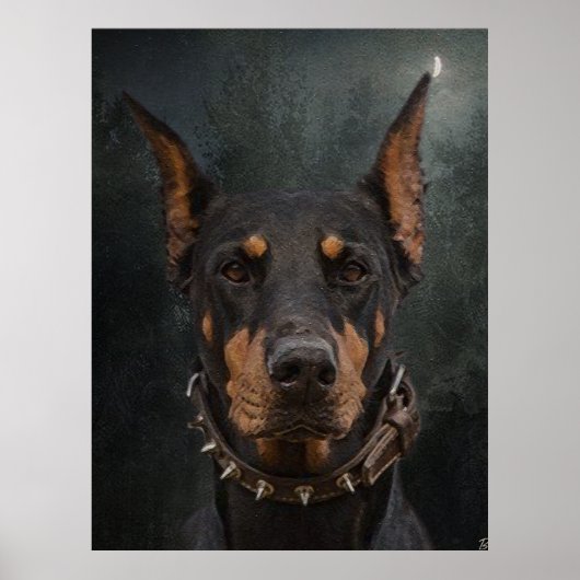 Doberman Pinscher Poster (Voorkant)