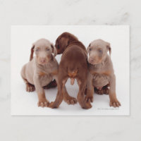 Doberman Pinscher Puppies