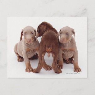 Doberman Pinscher Puppies Briefkaart