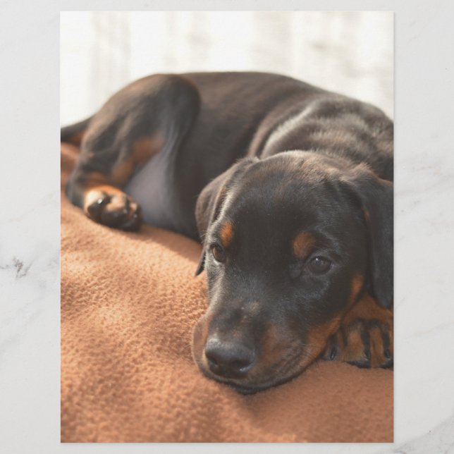 doberman-pinscher-puppy (Voorkant)