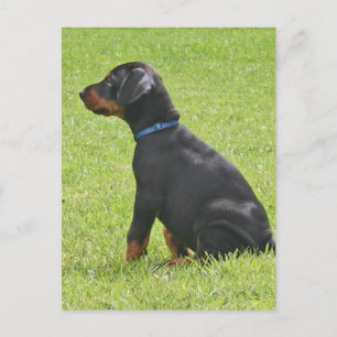 Doberman Pinscher Puppy Briefkaart