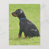 Doberman Pinscher Puppy Briefkaart (Voorkant)