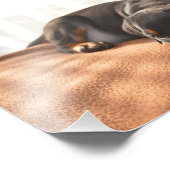 doberman-pinscher-puppy foto afdruk (Hoek)