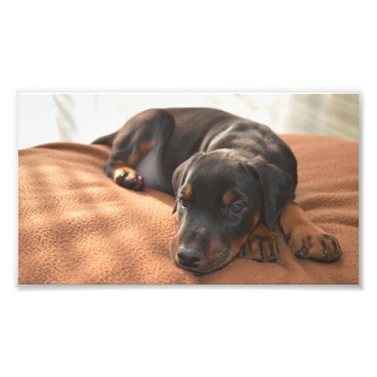 doberman-pinscher-puppy foto afdruk (Voorkant)