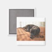 doberman-pinscher-puppy magneet (Voorkant / Achterkant)