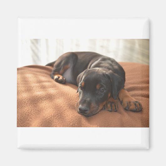 doberman-pinscher-puppy magneet (Voorkant)