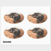 doberman-pinscher-puppy ovale sticker (Vel)