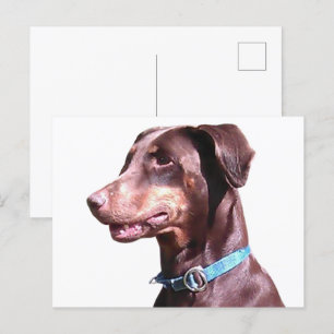 Doberman Pinscher Red Briefkaart