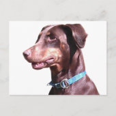 Doberman Pinscher Red Briefkaart (Voorkant)