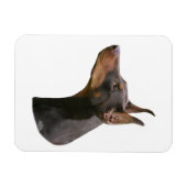 Doberman Pinscher - rood/bruin hoofd Magneet (Horizontaal)