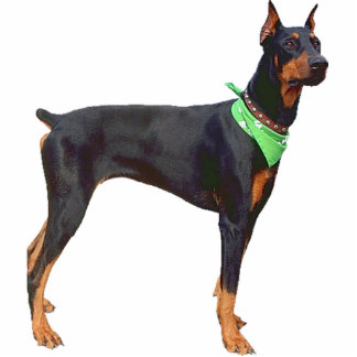Doberman Pinscher Staand Fotobeeldje
