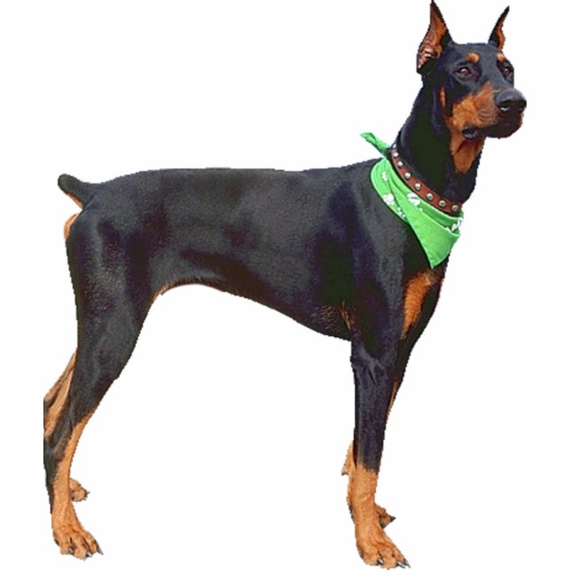 Doberman Pinscher Staand Fotobeeldje (Voorkant)