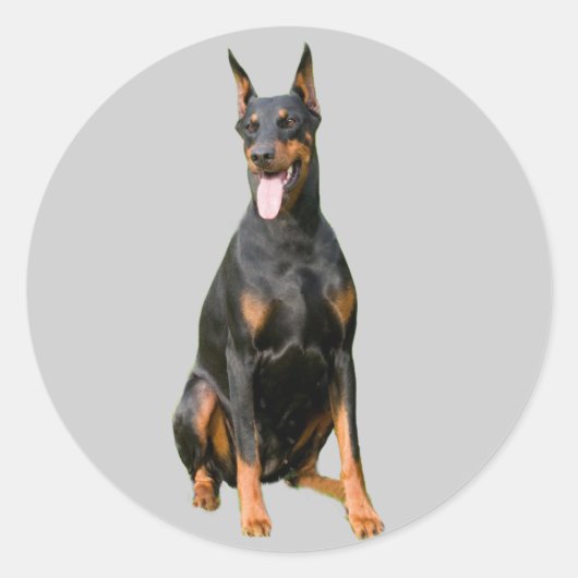 Doberman Pinscher Sticker (Voorkant)