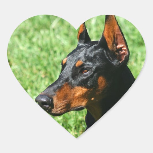 Doberman Pinscher stickers (Voorkant)