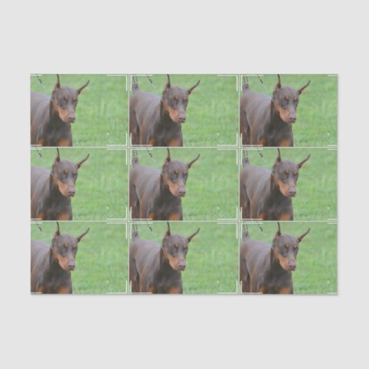 Doberman Pinscher Tissuepapier (Voorkant)