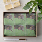 Doberman Pinscher Tissuepapier (Geschenk)