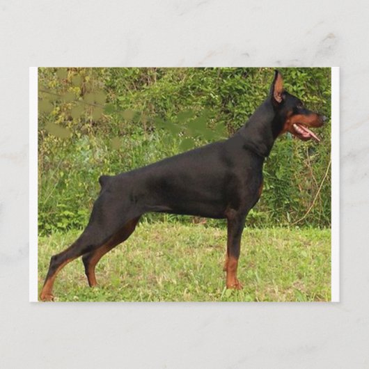 doberman pinscher zwart vol briefkaart (Voorkant)