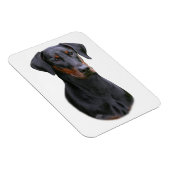 Doberman Pinscher - zwarte natuurlijke oormagneet Magneet (Rechterzijde)