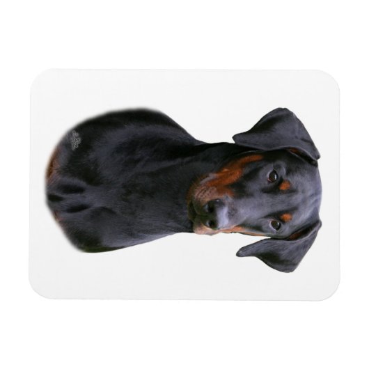Doberman Pinscher - zwarte natuurlijke oormagneet Magneet (Horizontaal)
