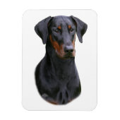 Doberman Pinscher - zwarte natuurlijke oormagneet Magneet (Verticaal)
