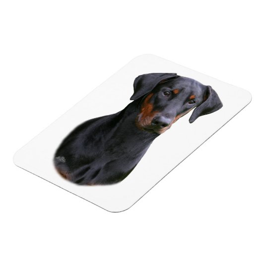 Doberman Pinscher - zwarte natuurlijke oormagneet Magneet (Linkerzijde)