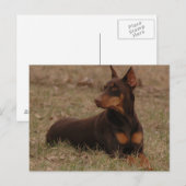 Doberman Postage Stamp Briefkaart (Voorkant / Achterkant)