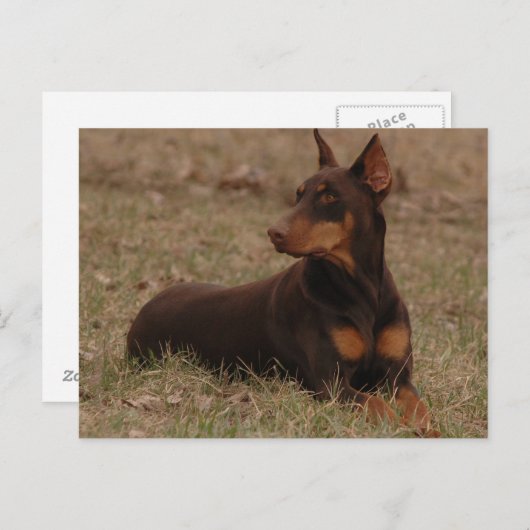 Doberman Postage Stamp Briefkaart (Voorkant / Achterkant)