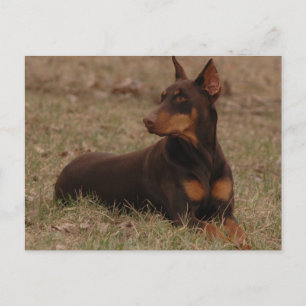 Doberman Postage Stamp Briefkaart