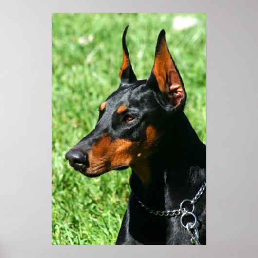 Doberman poster (Voorkant)