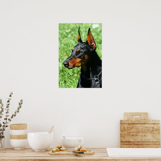 Doberman poster (Keuken)