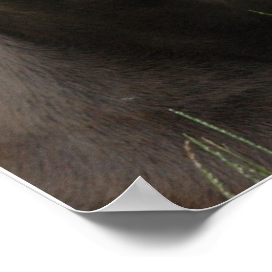 Doberman Protection Poster (Hoek)