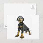 Doberman Puppy Briefkaart (Voorkant / Achterkant)