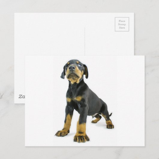 Doberman Puppy Briefkaart (Voorkant / Achterkant)