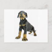Doberman Puppy Briefkaart (Voorkant)
