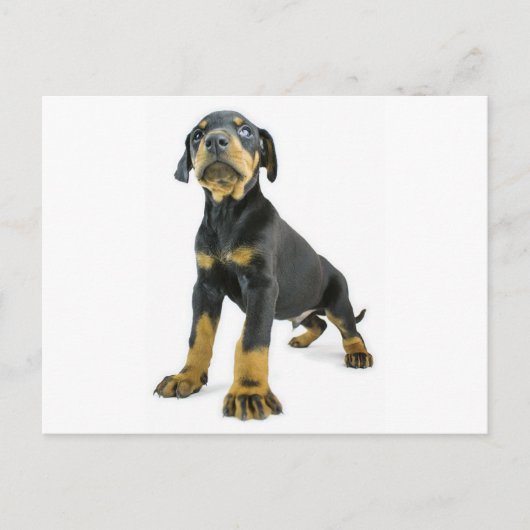 Doberman Puppy Briefkaart (Voorkant)