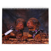 Doberman Puppy Calendar 2012 Kalender (Hoes)