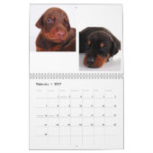 Doberman Puppy Calendar 2012 Kalender (Feb 2027)